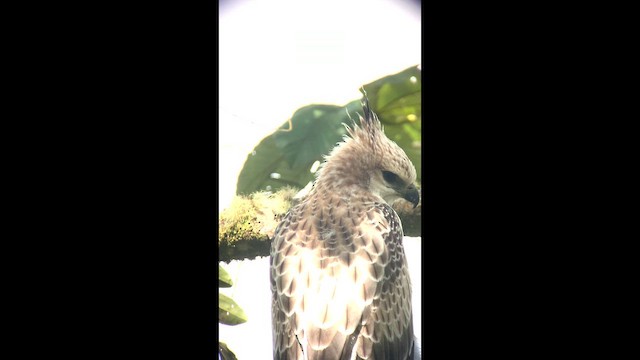 Águila Poma - ML647762385