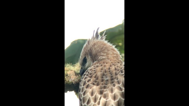 Águila Poma - ML647762386