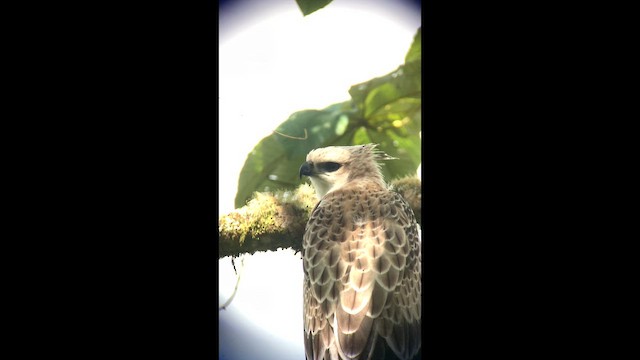 Águila Poma - ML647762387