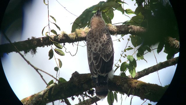Black-and-chestnut Eagle - ML647762389