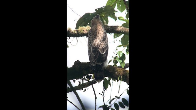 Águila Poma - ML647762390