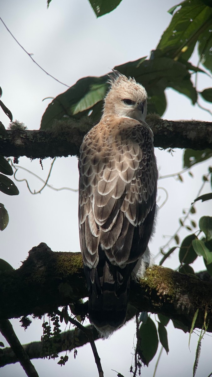 Black-and-chestnut Eagle - ML647762499