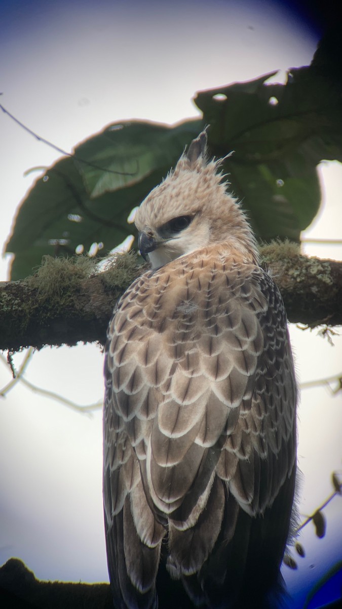 Black-and-chestnut Eagle - ML647762500