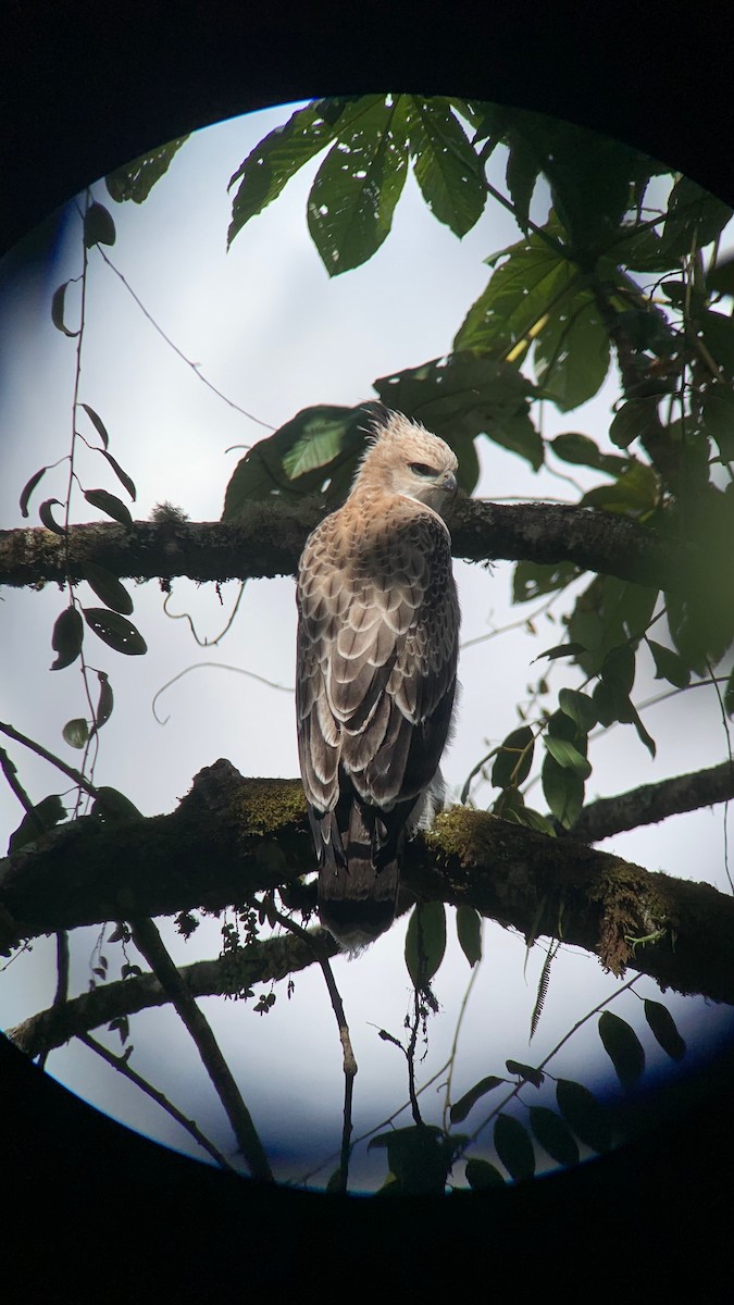Black-and-chestnut Eagle - ML647762502