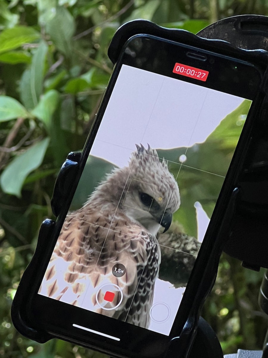 Black-and-chestnut Eagle - ML647762504