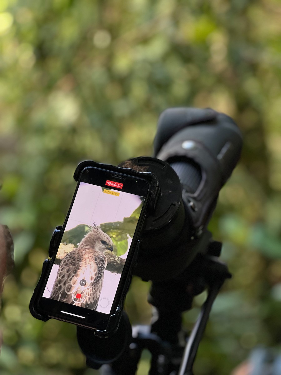 Black-and-chestnut Eagle - ML647762505