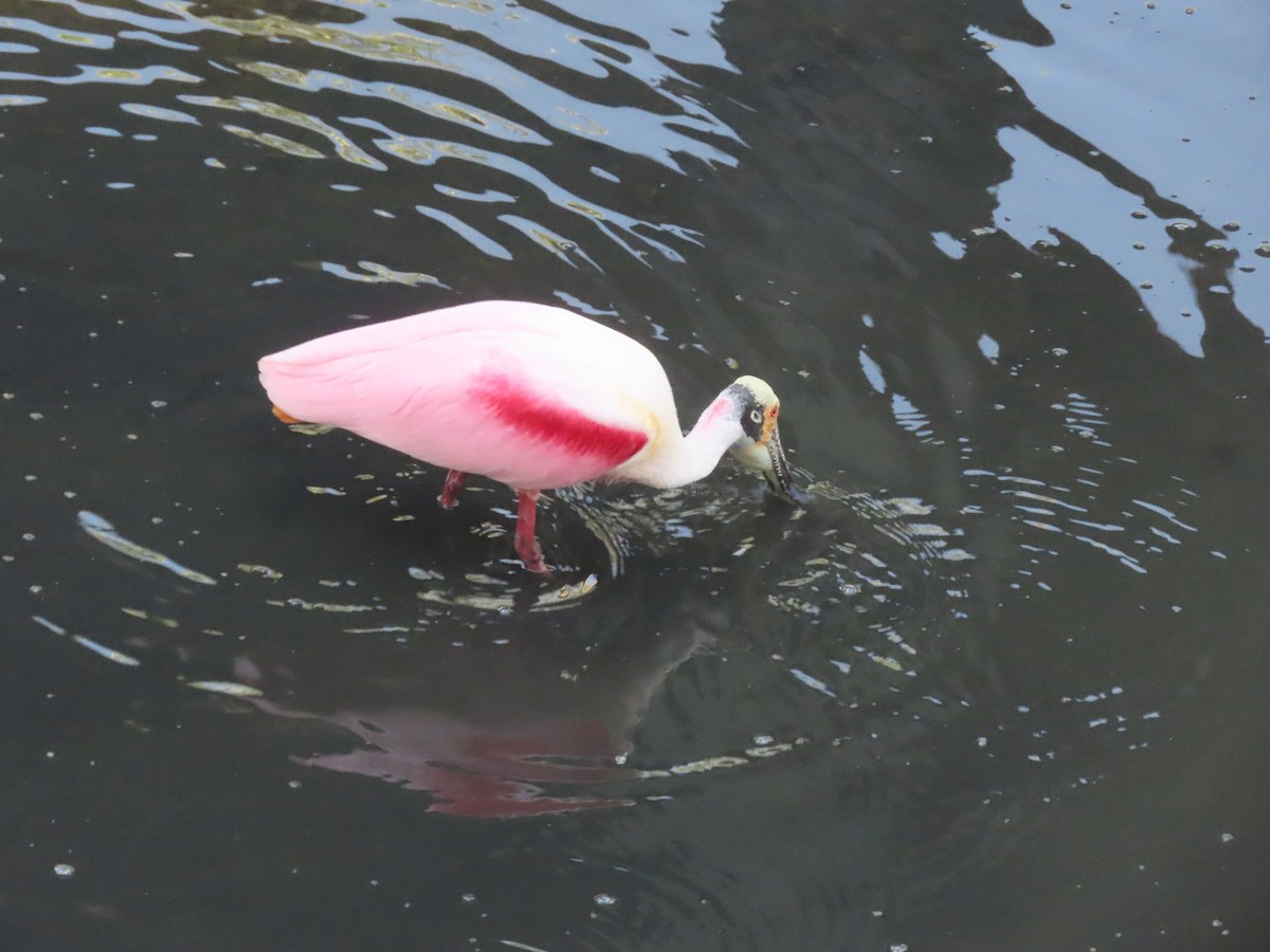 Espátula Rosada - ML647762510