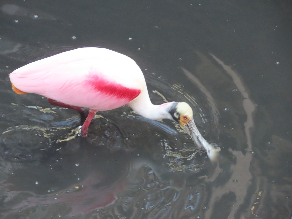 Espátula Rosada - ML647762511