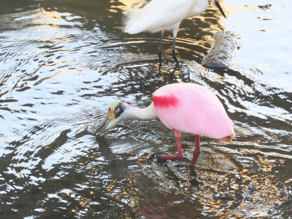 Espátula Rosada - ML647762513