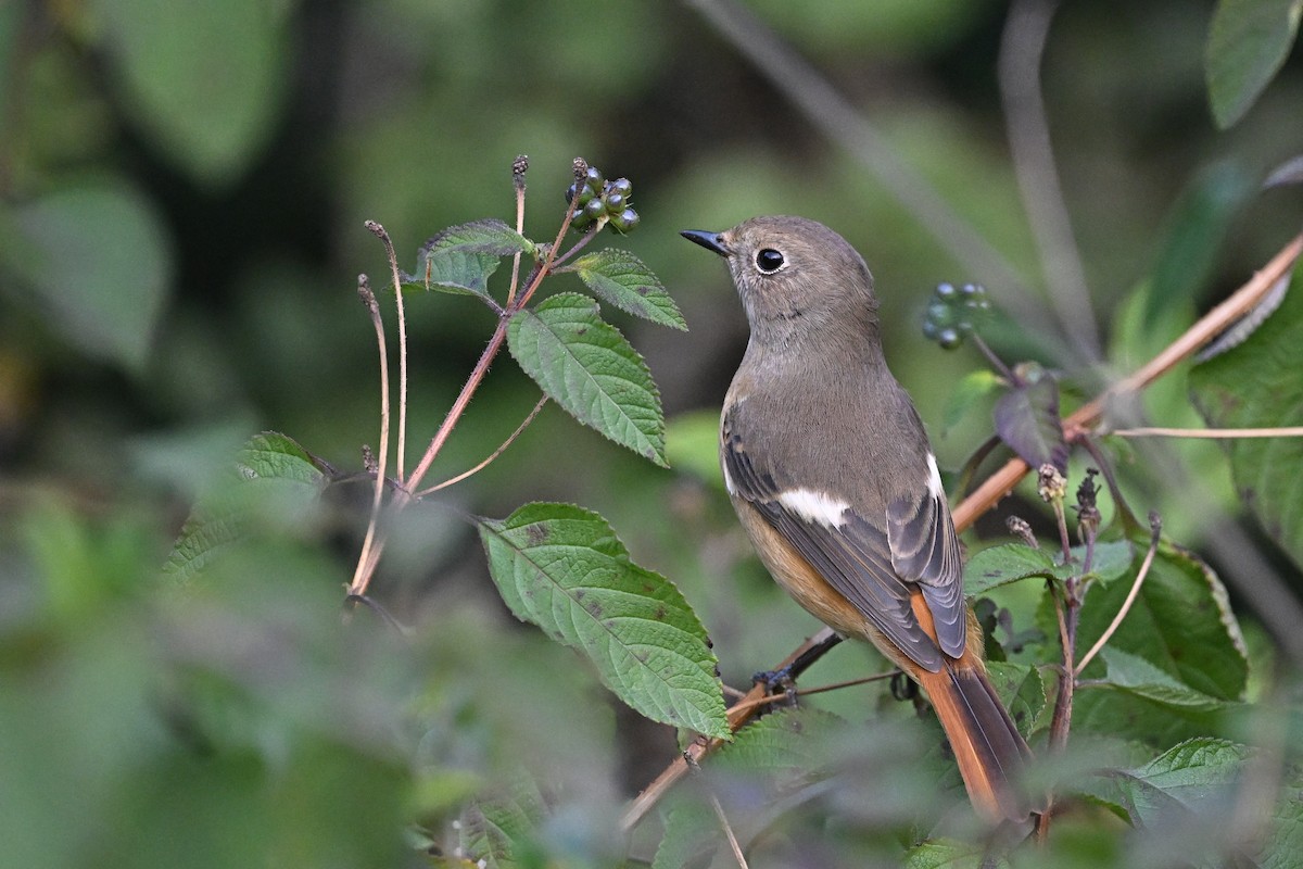 חכלילית סיבירית - ML647762514