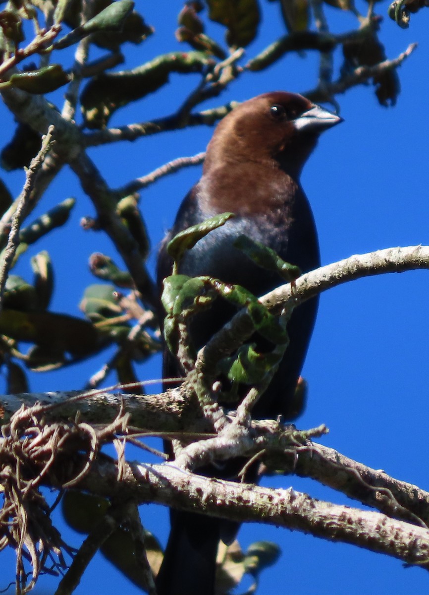 Braunkopf-Kuhstärling - ML647762516