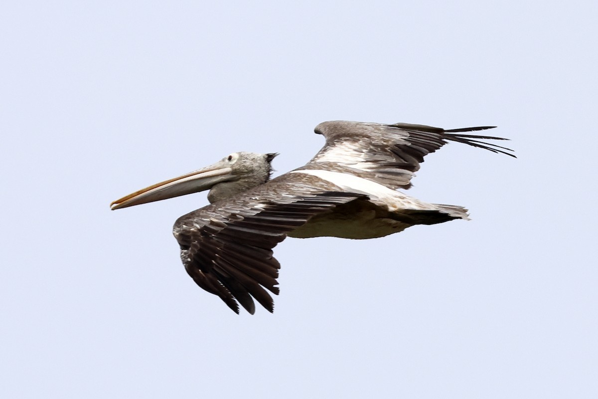 Hint Pelikanı - ML647762564