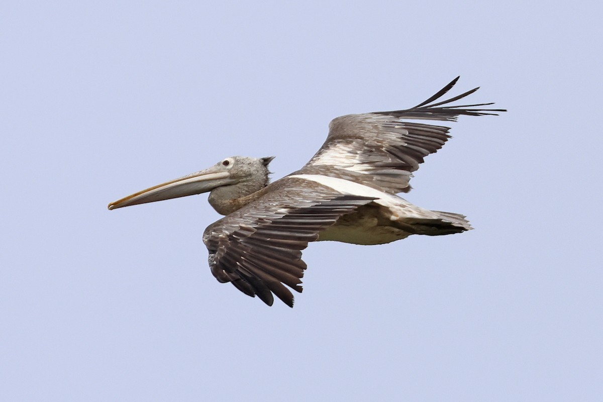 Hint Pelikanı - ML647762565