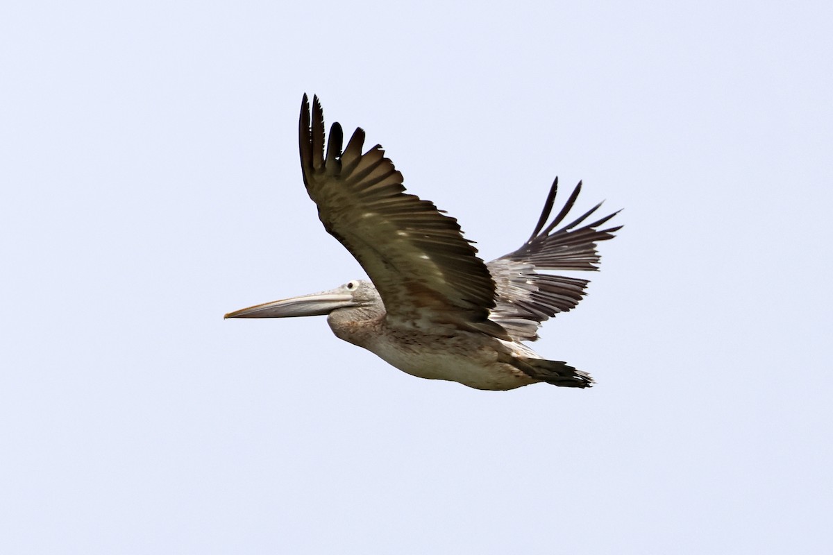 Hint Pelikanı - ML647762566