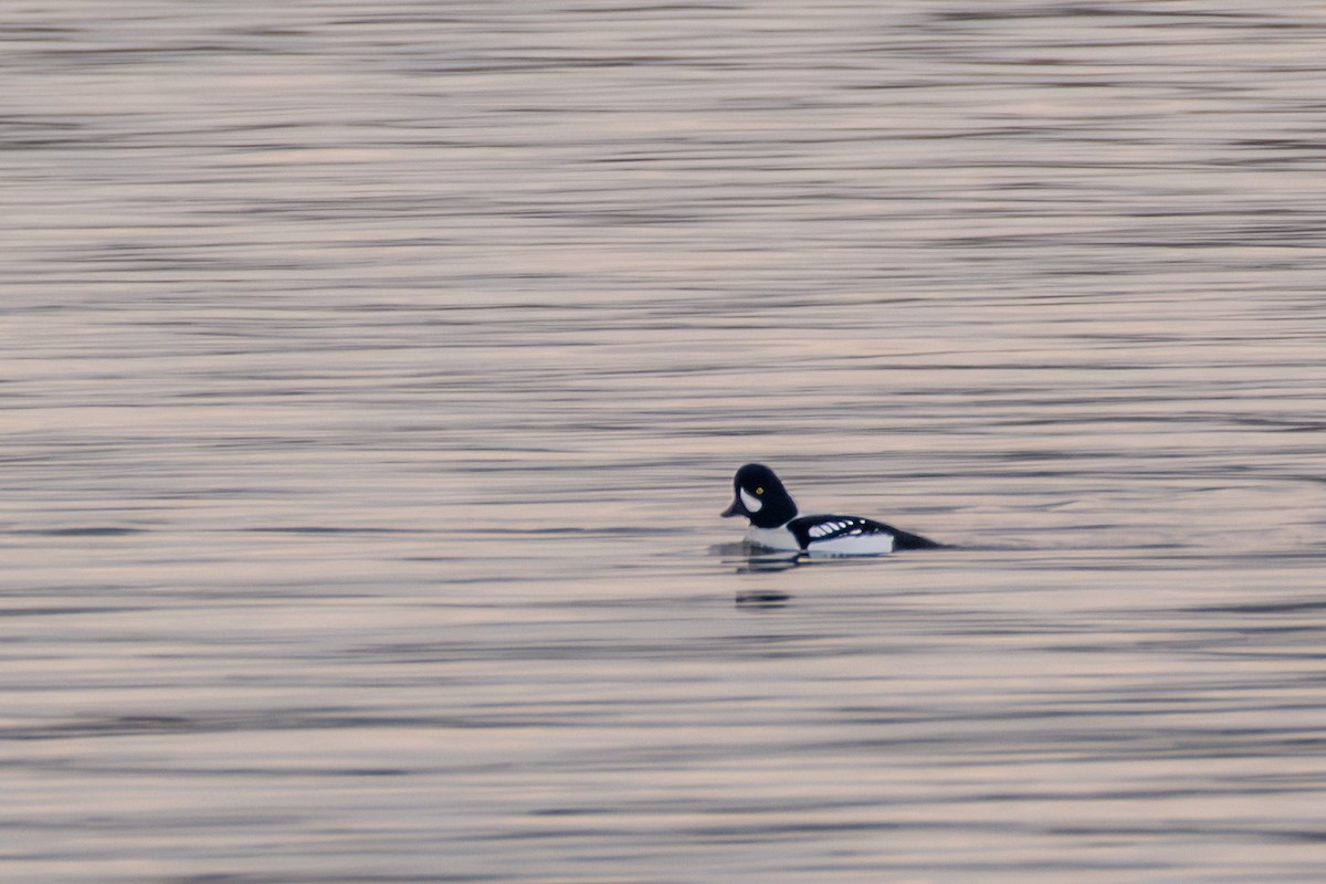 キタホオジロガモ - ML647762579