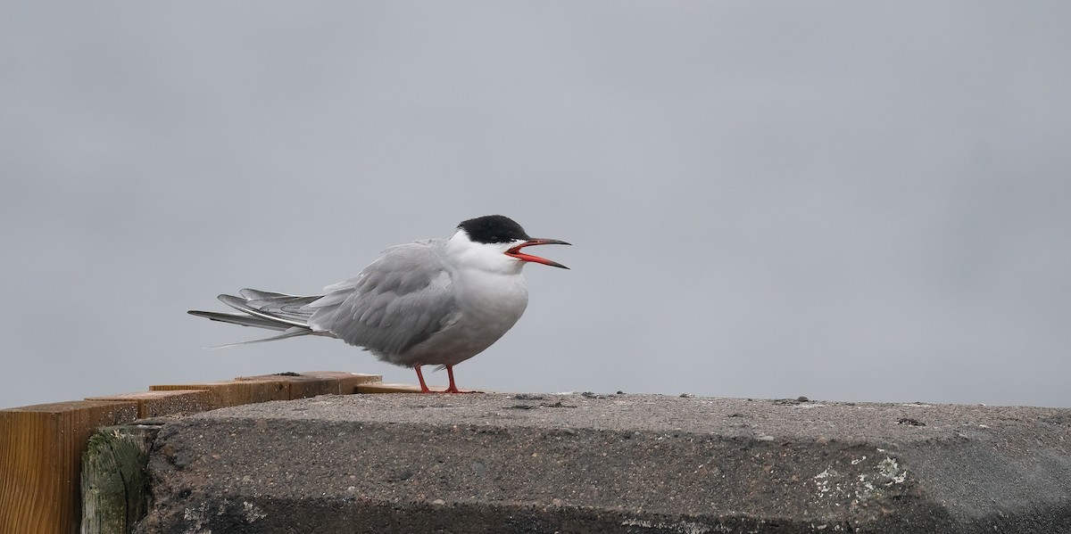 燕鷗 - ML647762611