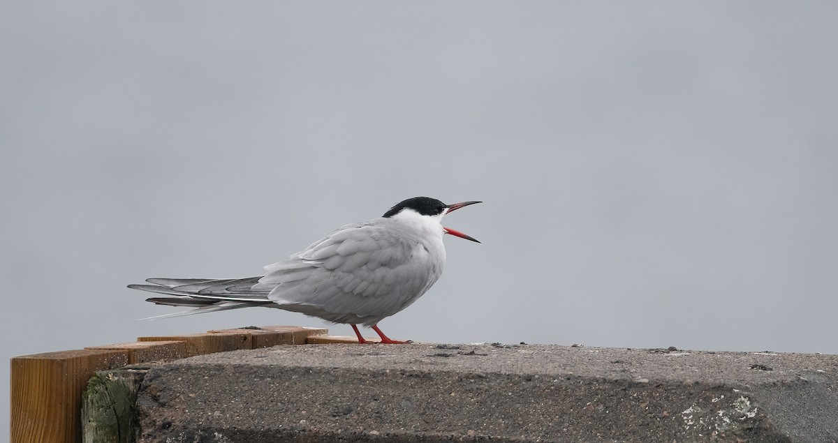 燕鷗 - ML647762620