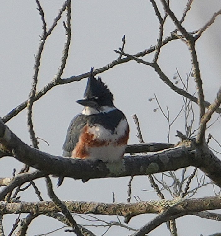 Belted Kingfisher - ML647762621