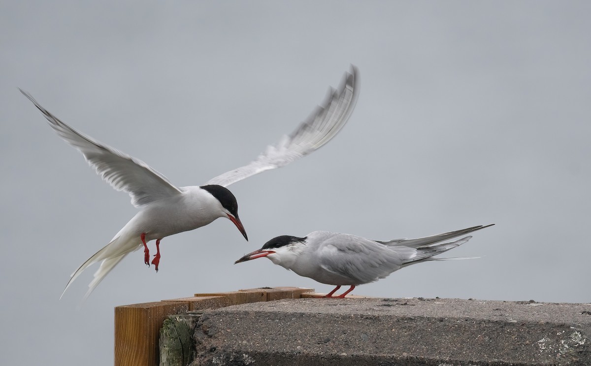 燕鷗 - ML647762631