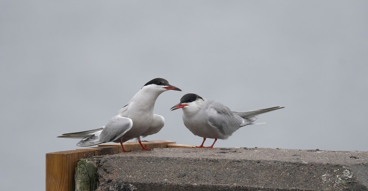 燕鷗 - ML647762635