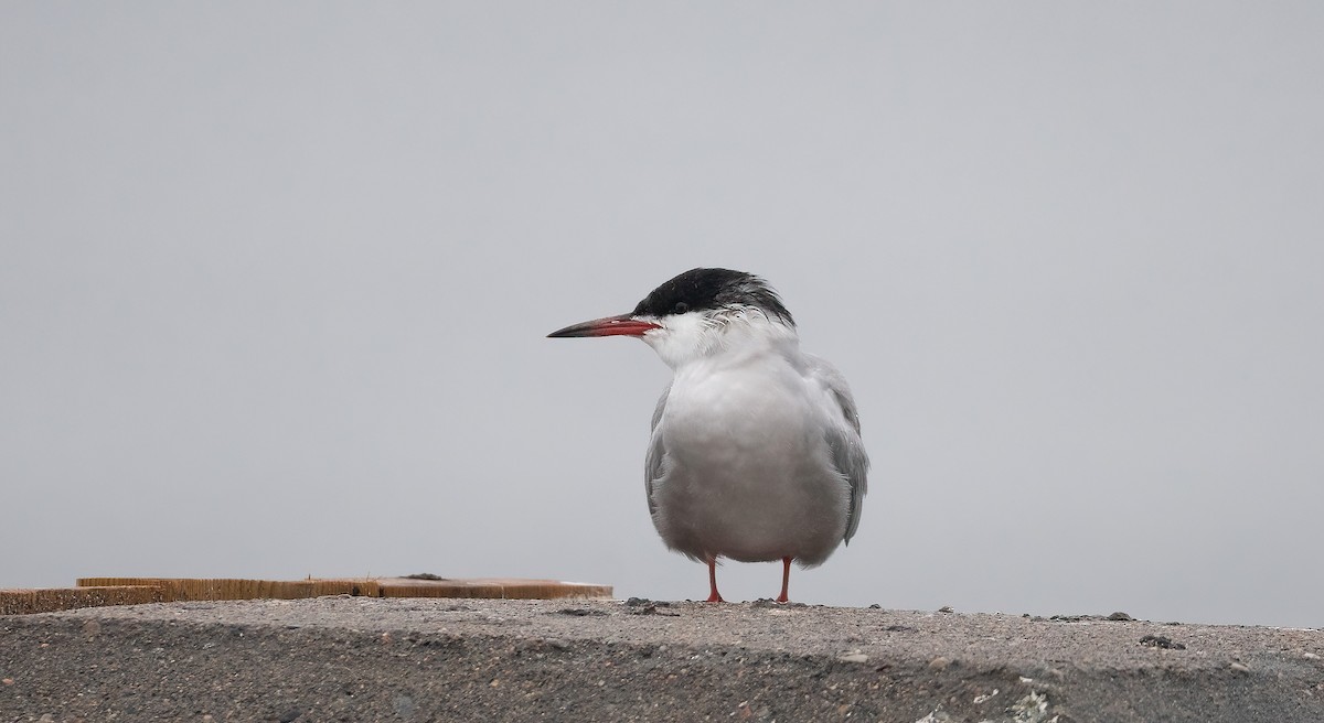 燕鷗 - ML647762641