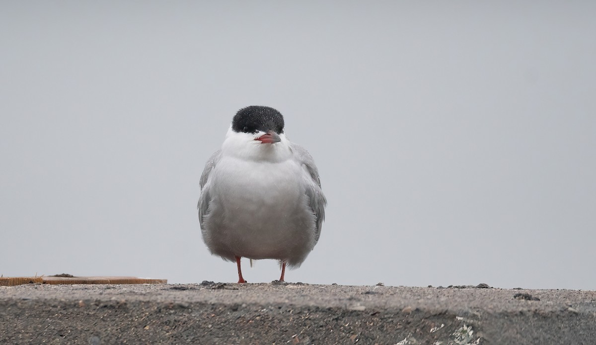 燕鷗 - ML647762647