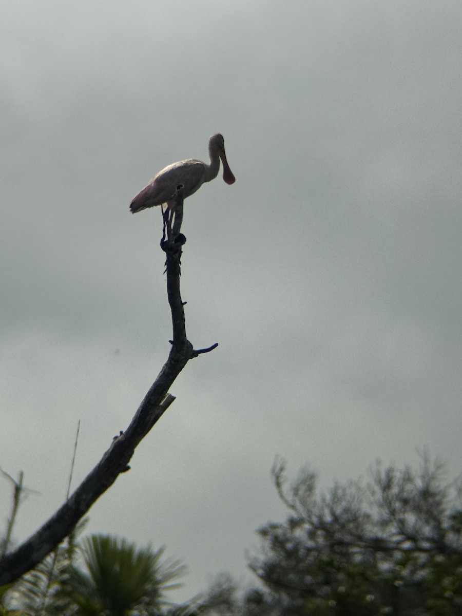 Espátula Rosada - ML647762651