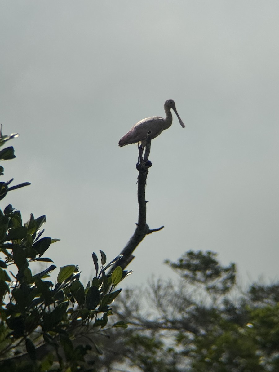 Espátula Rosada - ML647762652