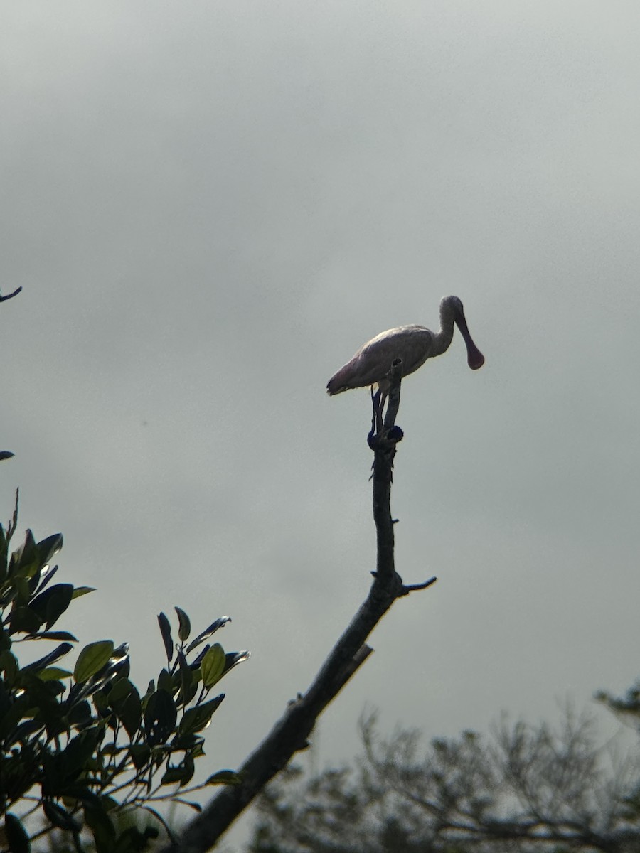 Espátula Rosada - ML647762653