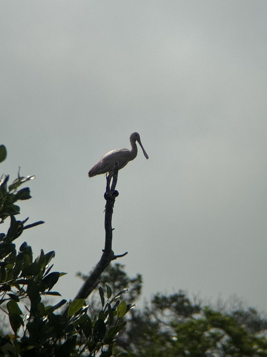 Espátula Rosada - ML647762654