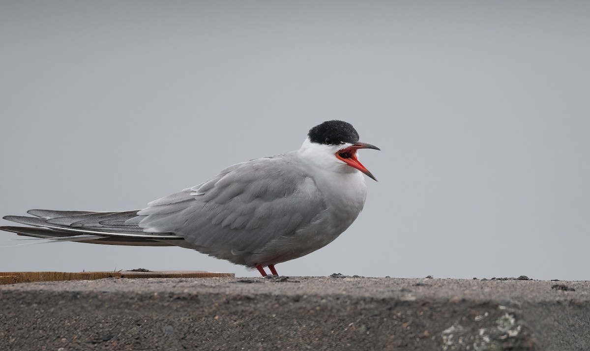 燕鷗 - ML647762657