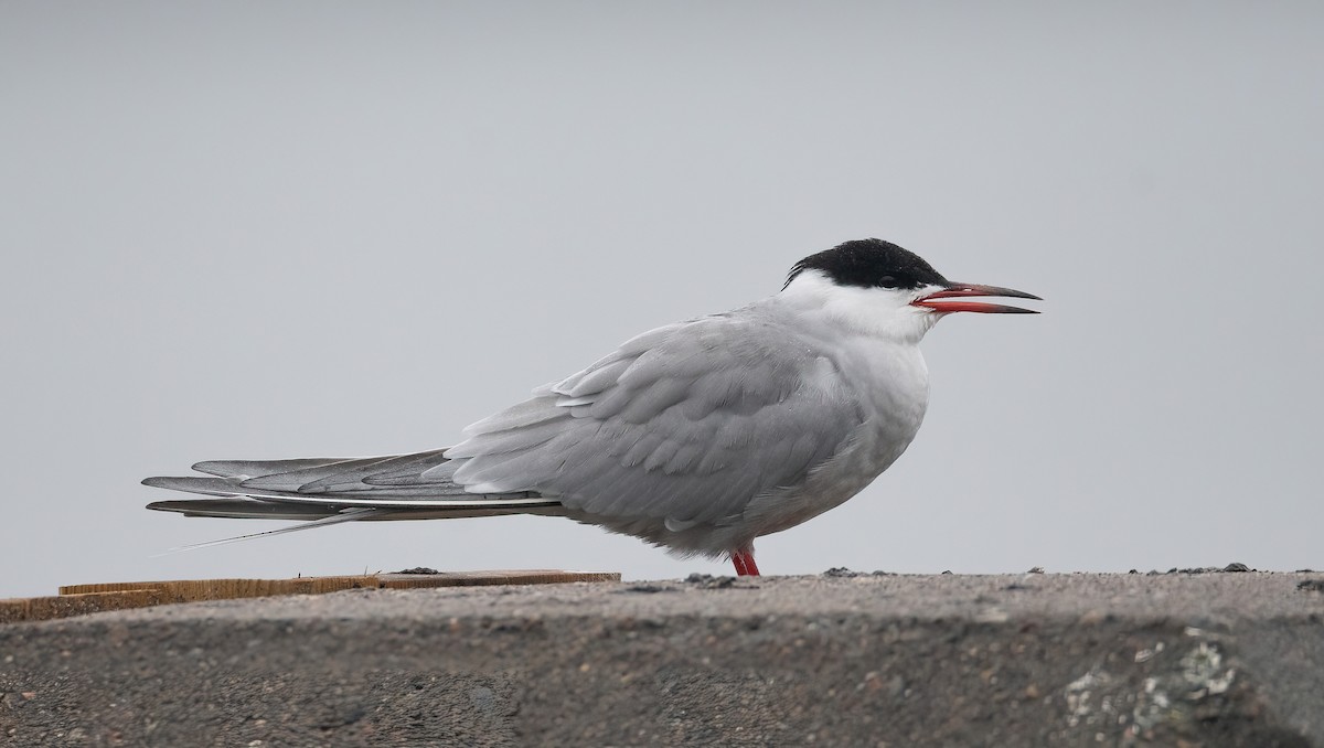 燕鷗 - ML647762659