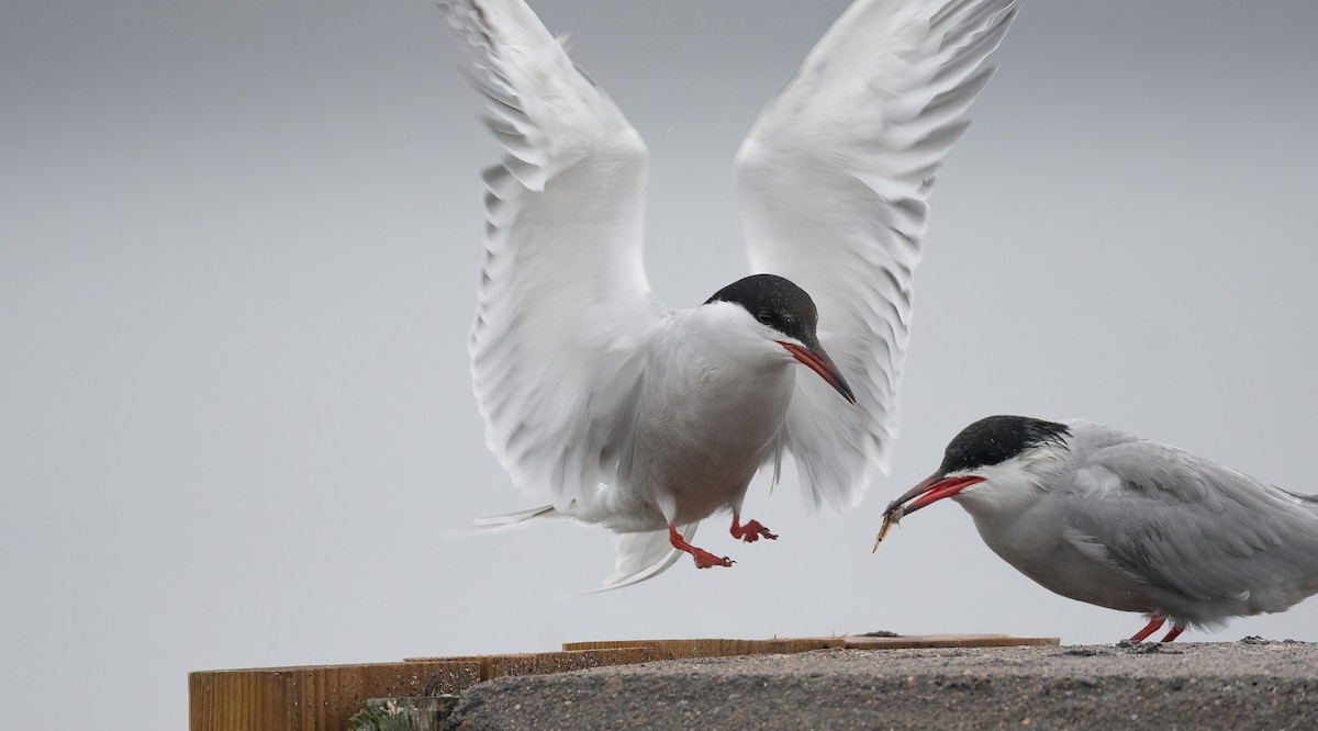 燕鷗 - ML647762664