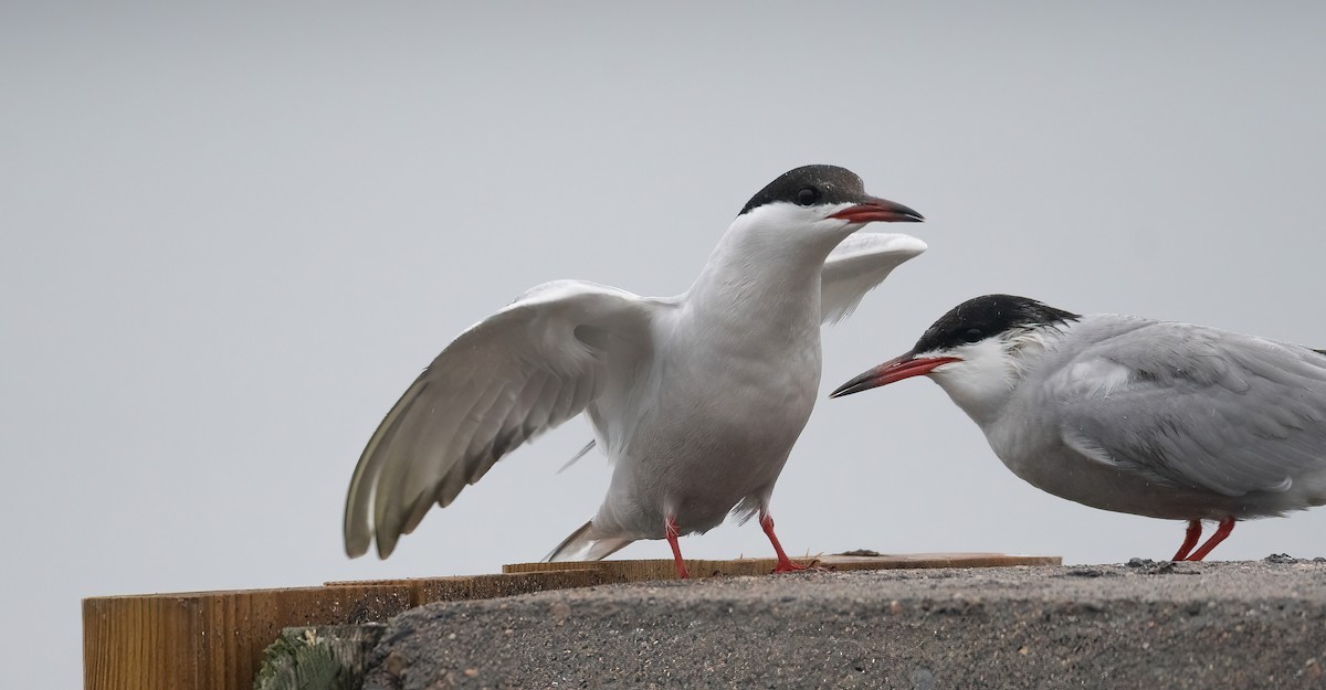 燕鷗 - ML647762666