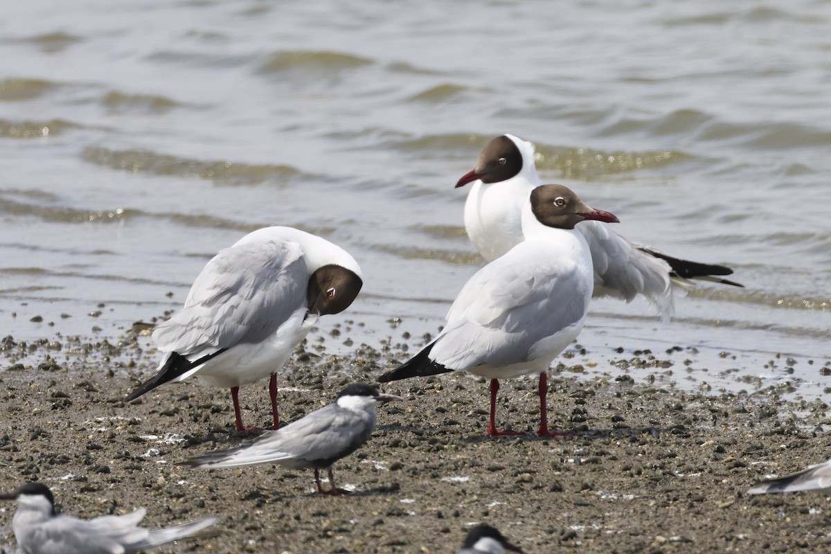 Hint Martısı - ML647762667