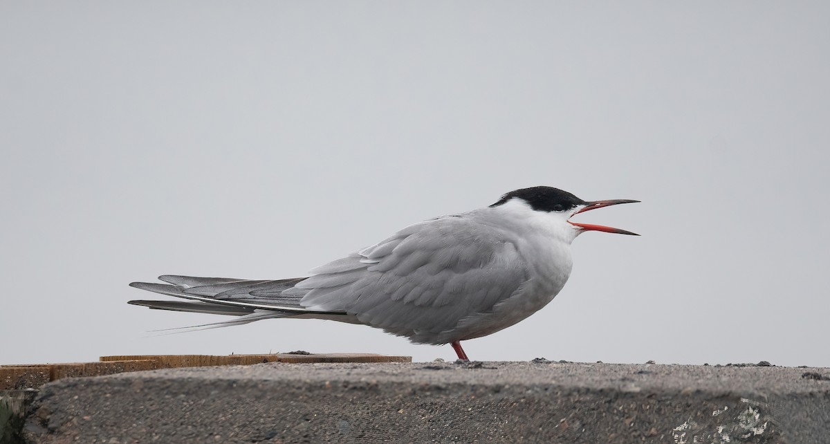 燕鷗 - ML647762670