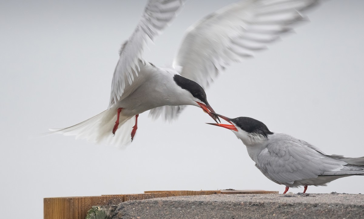 燕鷗 - ML647762674