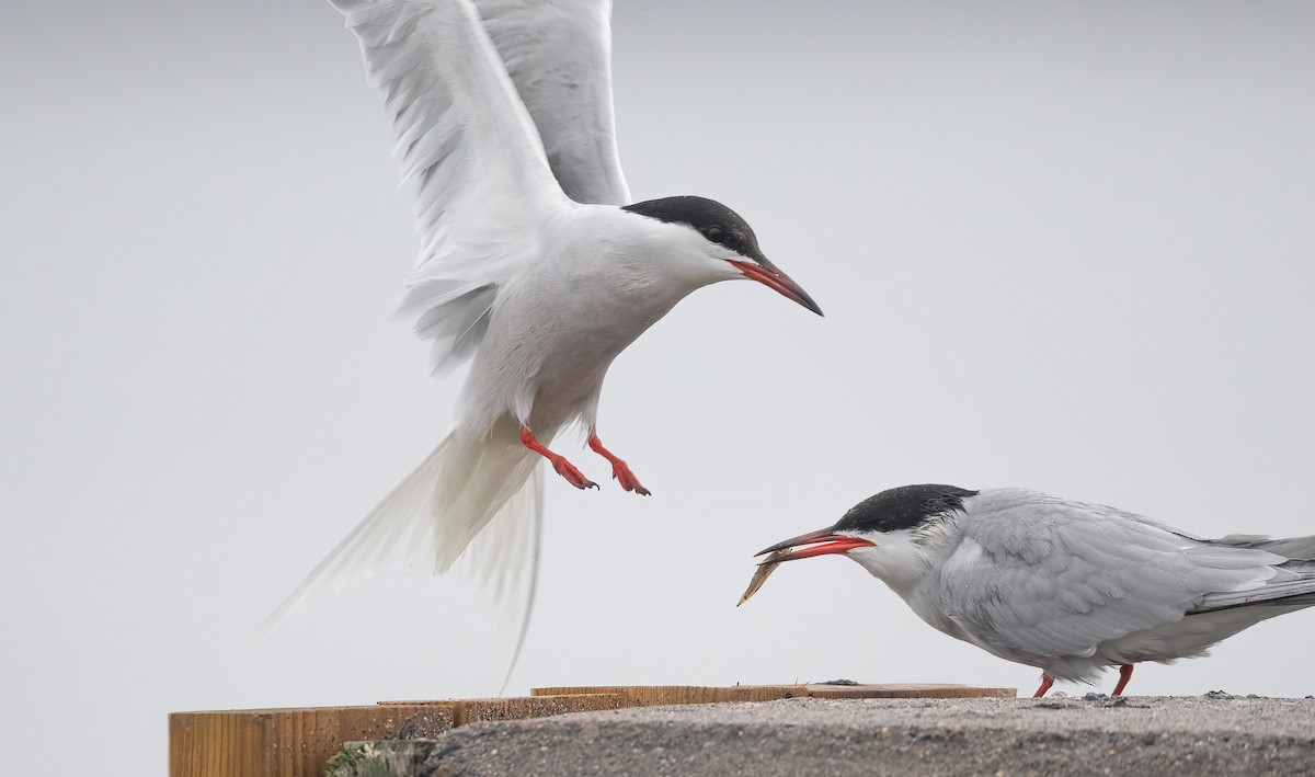 燕鷗 - ML647762675