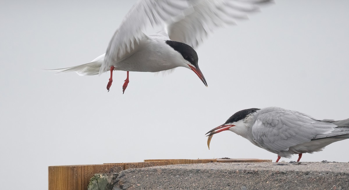 燕鷗 - ML647762682