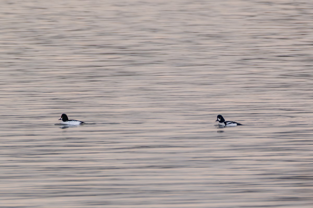 キタホオジロガモ - ML647762689