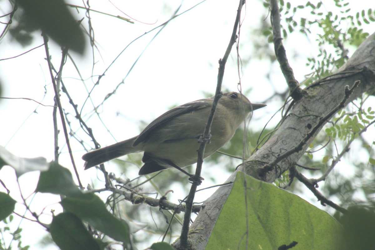 Mangrove Vireo - ML647762704