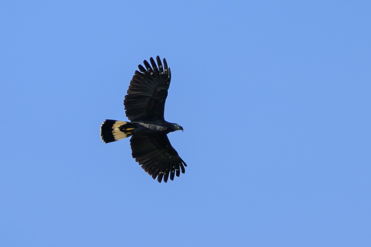 Hook-billed Kite - ML647762706