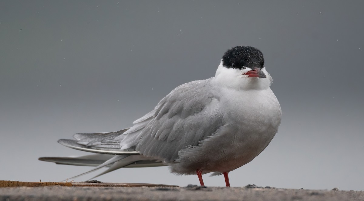 燕鷗 - ML647762711