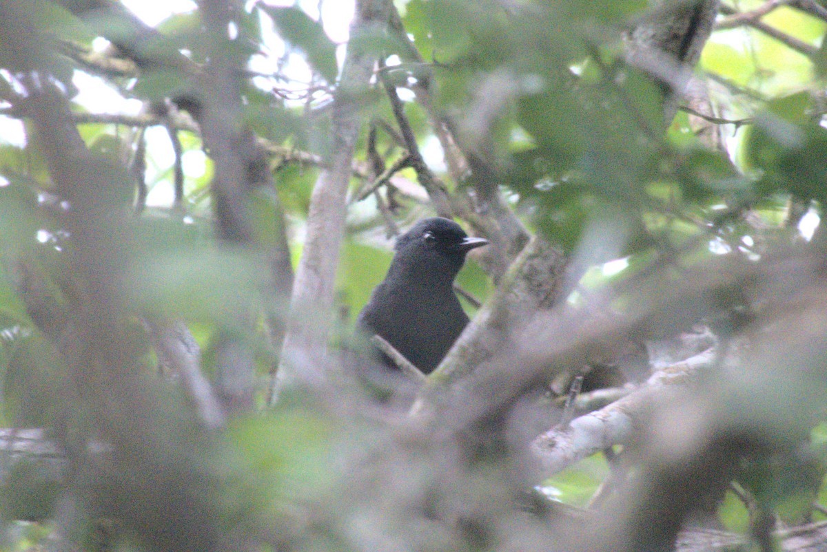 Black Catbird - ML647762715