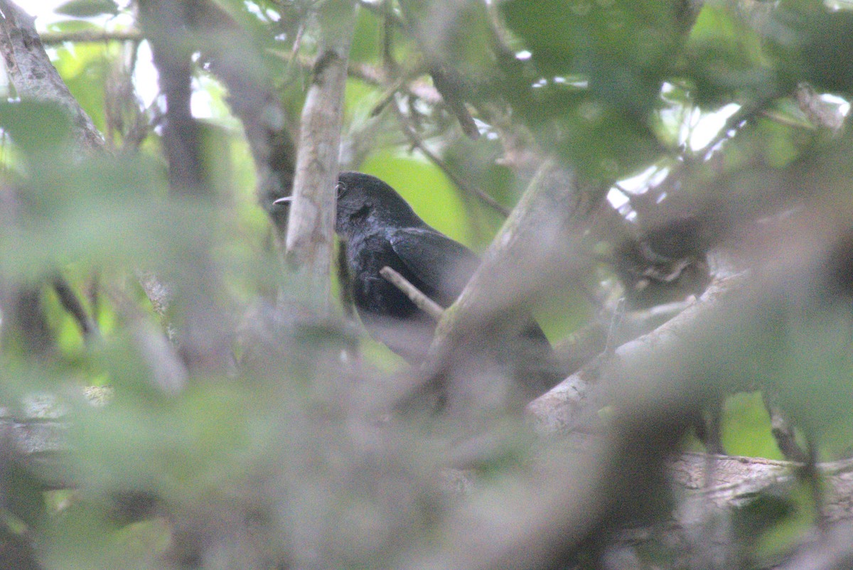 Black Catbird - ML647762716