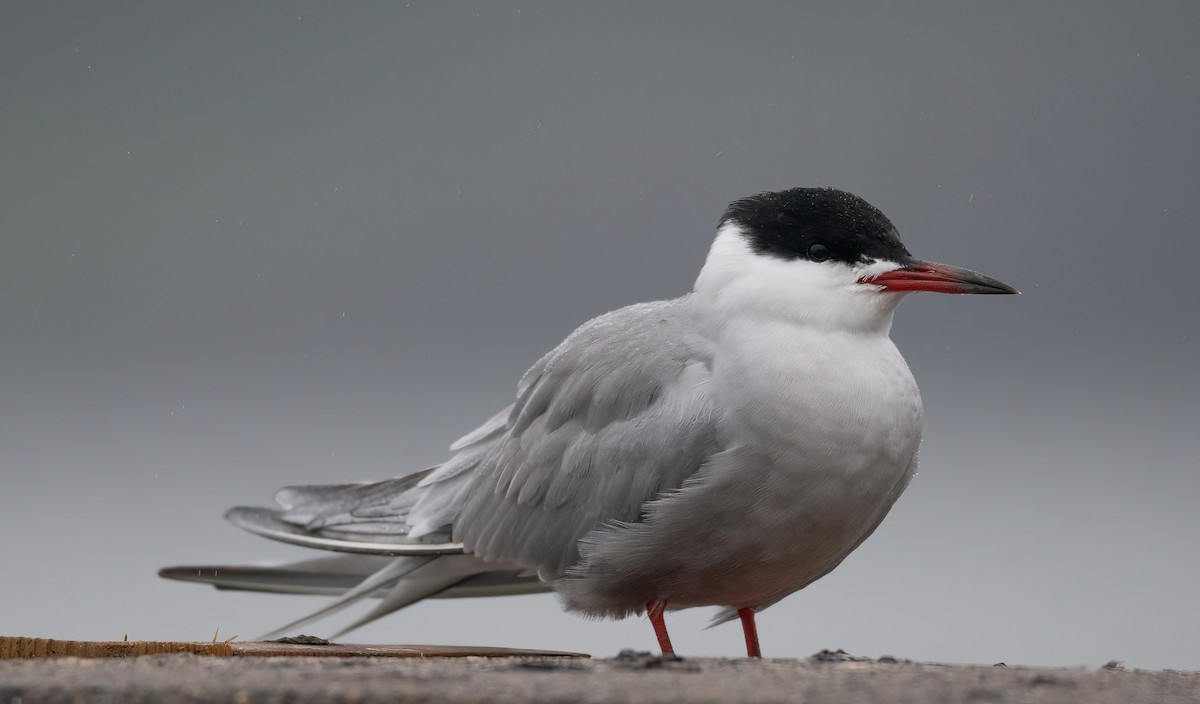 燕鷗 - ML647762719