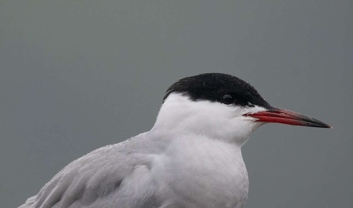 燕鷗 - ML647762722