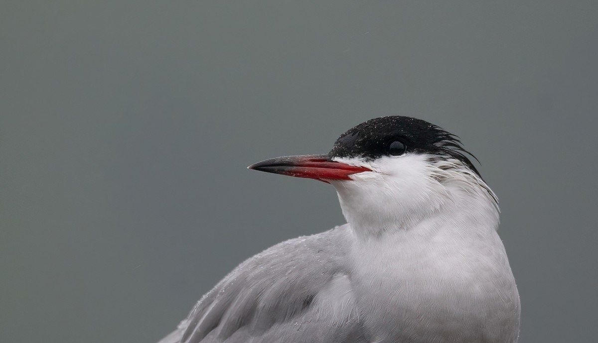 燕鷗 - ML647762727