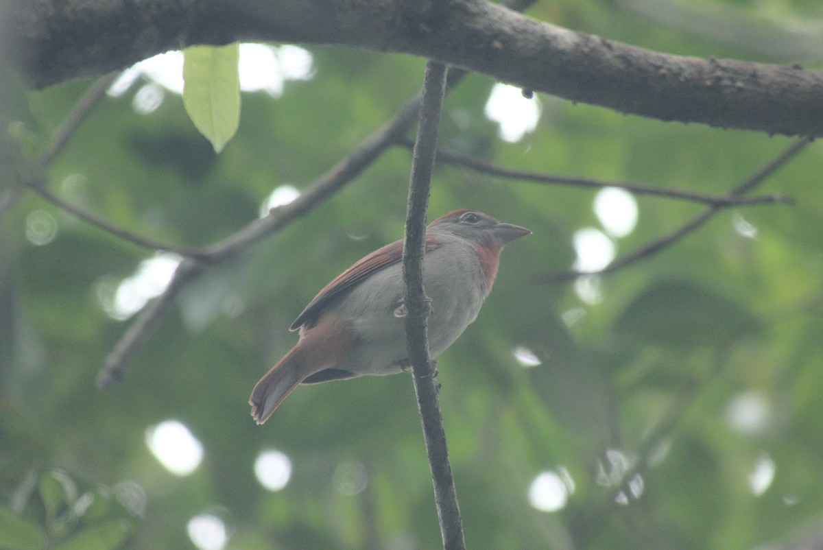 Rose-throated Tanager - ML647762729