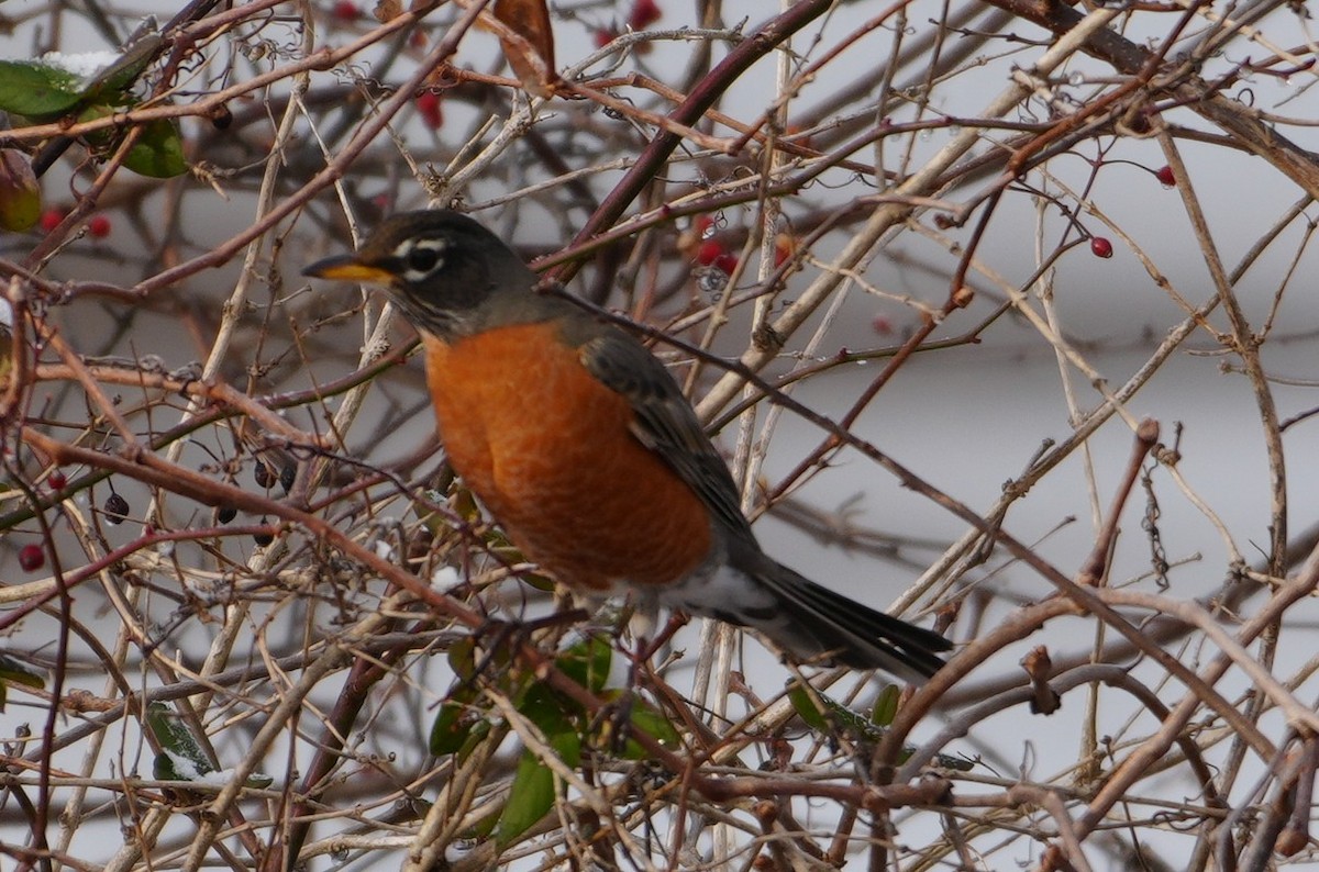 American Robin - ML647762750